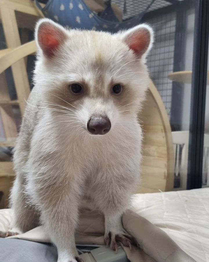  10 Alex male sold raccoon For Sale 