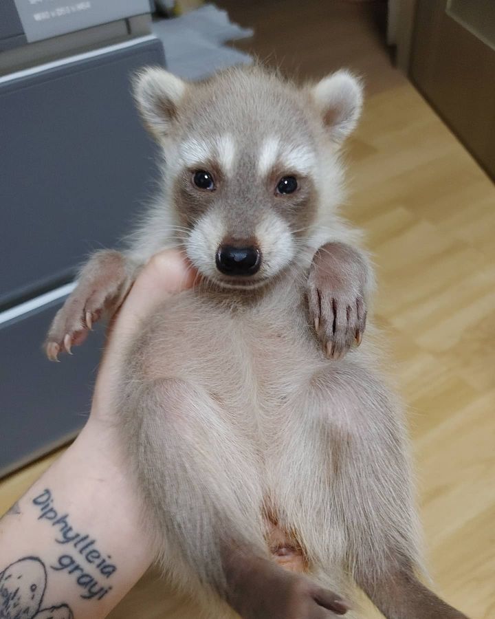  2 Rocky male raccoon For Sale 