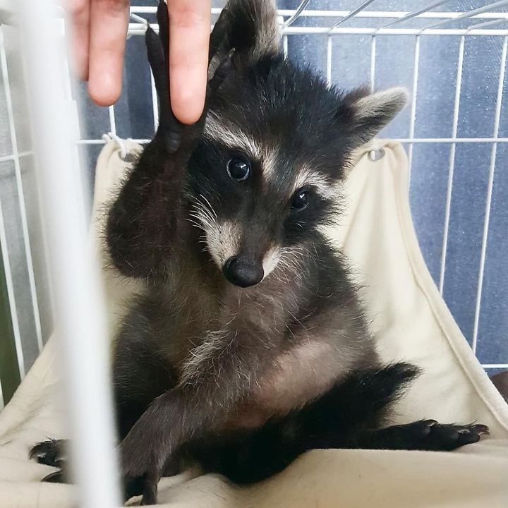  3 Shadow male raccoon For Sale 