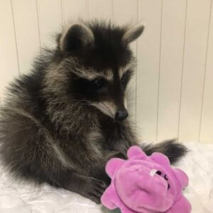 buy Pet Raccoon