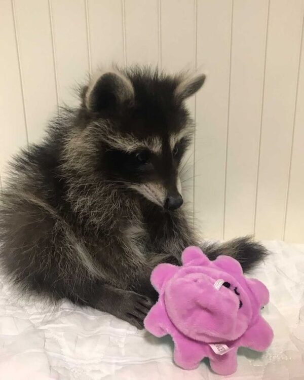 buy Pet Raccoon