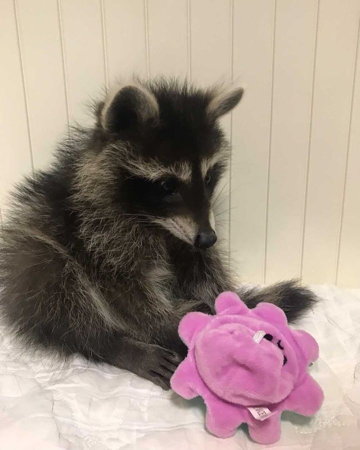  8 Stormy female raccoon For Sale 