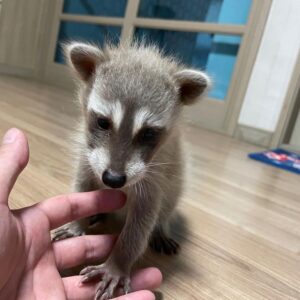 buy Pet Raccoons raccoons for sale near me