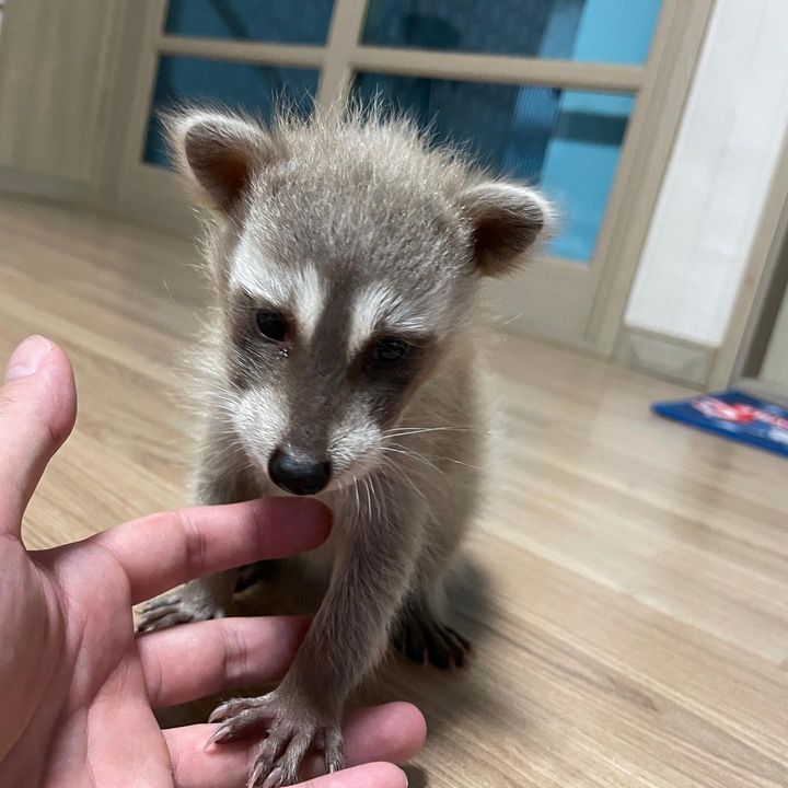  9 Clover male raccoon For Sale 